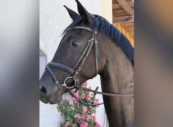 Caballo de deporte alemán, Yegua, 5 años, Castaño oscuro