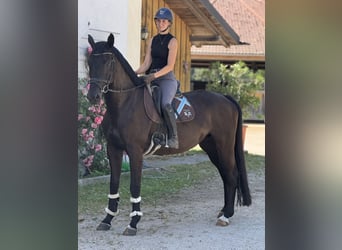 Caballo de deporte alemán, Yegua, 5 años, Castaño oscuro