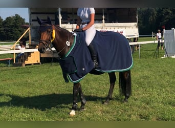 Caballo de deporte alemán, Yegua, 6 años, 155 cm, Castaño