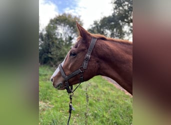 Caballo de deporte alemán, Yegua, 6 años, 160 cm, Alazán