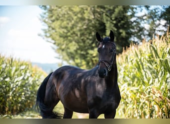 Caballo de deporte alemán, Yegua, 6 años, 161 cm, Castaño oscuro