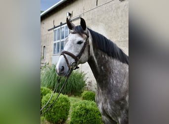 Caballo de deporte alemán, Yegua, 6 años, 161 cm, Tordo