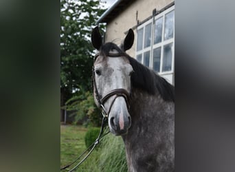 Caballo de deporte alemán, Yegua, 6 años, 161 cm, Tordo
