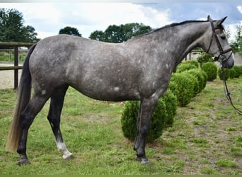 Caballo de deporte alemán, Yegua, 6 años, 161 cm, Tordo
