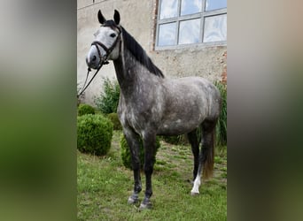 Caballo de deporte alemán, Yegua, 6 años, 161 cm, Tordo