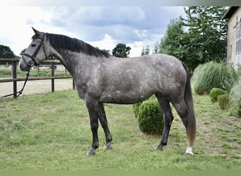 Caballo de deporte alemán, Yegua, 6 años, 161 cm, Tordo