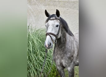Caballo de deporte alemán, Yegua, 6 años, 161 cm, Tordo