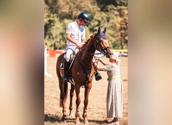 Caballo de deporte alemán, Yegua, 6 años, 162 cm, Alazán