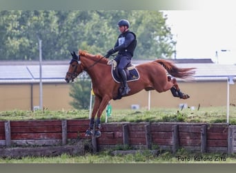 Caballo de deporte alemán, Yegua, 6 años, 162 cm, Alazán