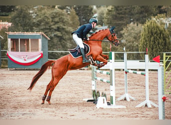 Caballo de deporte alemán, Yegua, 6 años, 162 cm, Alazán