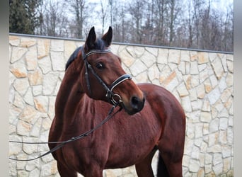 Caballo de deporte alemán, Yegua, 6 años, 162 cm, Castaño