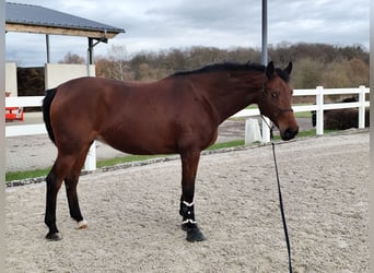 Caballo de deporte alemán, Yegua, 6 años, 162 cm, Castaño