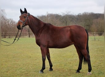 Caballo de deporte alemán, Yegua, 6 años, 162 cm, Castaño