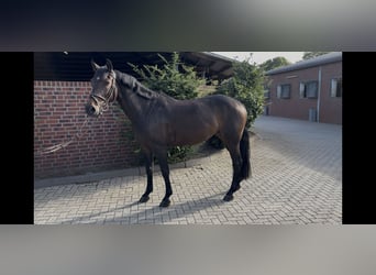 Caballo de deporte alemán, Yegua, 6 años, 162 cm, Castaño oscuro