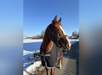 Caballo de deporte alemán, Yegua, 6 años, 163 cm, Alazán-tostado