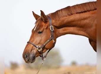 Caballo de deporte alemán, Yegua, 6 años, 163 cm, Alazán-tostado