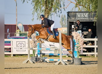 Caballo de deporte alemán, Yegua, 6 años, 163 cm, Alazán-tostado