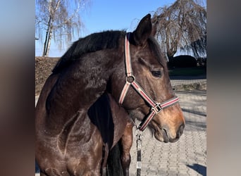 Caballo de deporte alemán, Yegua, 6 años, 163 cm, Castaño oscuro