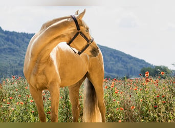 Caballo de deporte alemán, Yegua, 6 años, 163 cm, Palomino