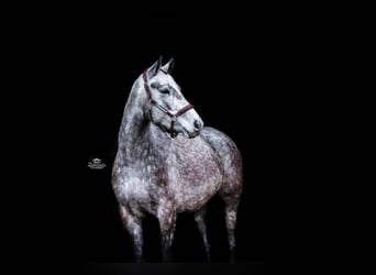 Caballo de deporte alemán, Yegua, 6 años, 163 cm, Tordo rodado