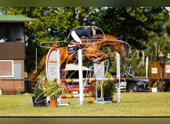 Caballo de deporte alemán, Yegua, 6 años, 164 cm, Alazán