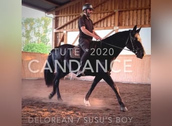 Caballo de deporte alemán, Yegua, 6 años, 164 cm, Negro