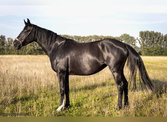 Caballo de deporte alemán, Yegua, 6 años, 164 cm, Negro