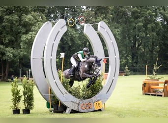 Caballo de deporte alemán, Yegua, 6 años, 164 cm, Tordo