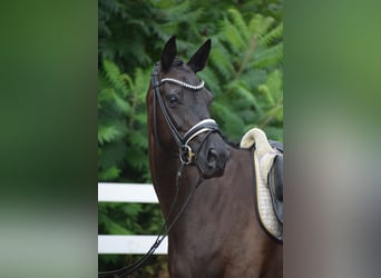 Caballo de deporte alemán, Yegua, 6 años, 165 cm, Alazán