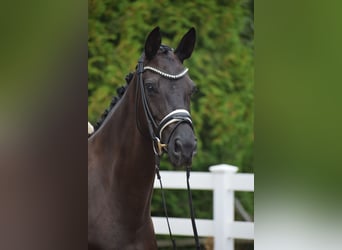 Caballo de deporte alemán, Yegua, 6 años, 165 cm, Alazán