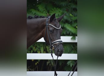 Caballo de deporte alemán, Yegua, 6 años, 165 cm, Alazán