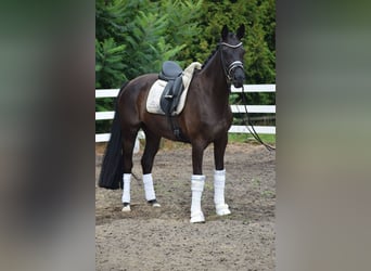 Caballo de deporte alemán, Yegua, 6 años, 165 cm, Alazán