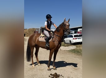 Caballo de deporte alemán, Yegua, 6 años, 165 cm, Alazán-tostado