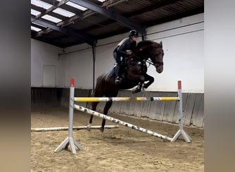 Caballo de deporte alemán, Yegua, 6 años, 165 cm, Alazán-tostado