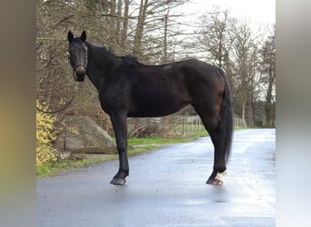Caballo de deporte alemán, Yegua, 6 años, 165 cm, Castaño oscuro