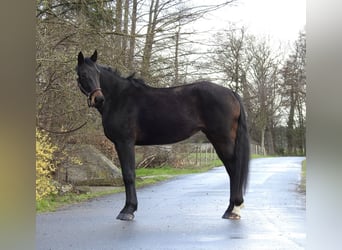 Caballo de deporte alemán, Yegua, 6 años, 165 cm, Castaño oscuro
