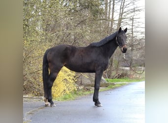 Caballo de deporte alemán, Yegua, 6 años, 165 cm, Castaño oscuro