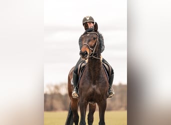 Caballo de deporte alemán, Yegua, 6 años, 165 cm, Castaño oscuro