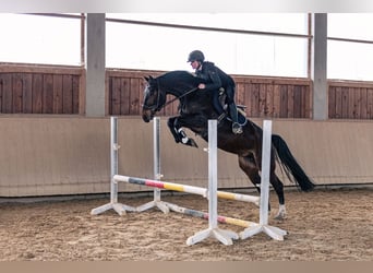 Caballo de deporte alemán, Yegua, 6 años, 165 cm, Castaño oscuro