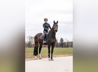 Caballo de deporte alemán, Yegua, 6 años, 165 cm, Castaño oscuro