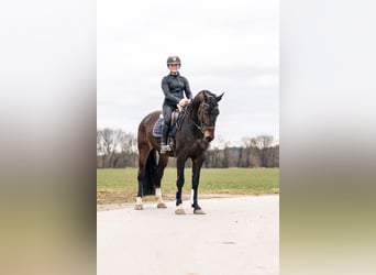 Caballo de deporte alemán, Yegua, 6 años, 165 cm, Castaño oscuro