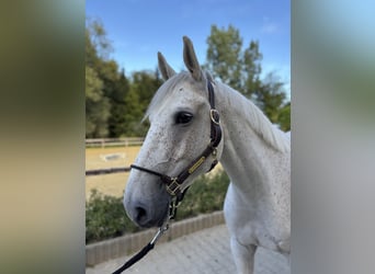 Caballo de deporte alemán, Yegua, 6 años, 165 cm, Tordo picazo