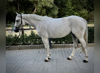 Caballo de deporte alemán, Yegua, 6 años, 165 cm, Tordo picazo
