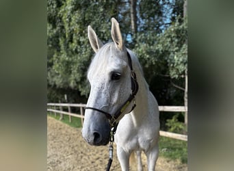 Caballo de deporte alemán, Yegua, 6 años, 165 cm, Tordo picazo