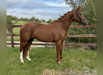 Caballo de deporte alemán, Yegua, 6 años, 166 cm, Alazán