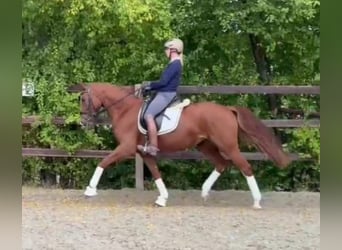 Caballo de deporte alemán, Yegua, 6 años, 166 cm, Alazán