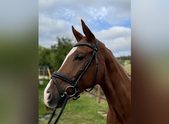 Caballo de deporte alemán, Yegua, 6 años, 166 cm, Alazán