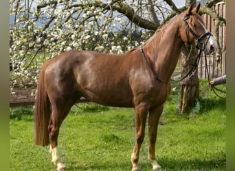 Caballo de deporte alemán, Yegua, 6 años, 166 cm, Alazán-tostado