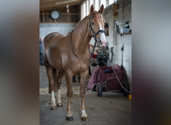 Caballo de deporte alemán, Yegua, 6 años, 166 cm, Alazán-tostado