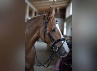 Caballo de deporte alemán, Yegua, 6 años, 166 cm, Alazán-tostado